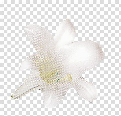 Flower Set , blooming white lily flower transparent background PNG clipart