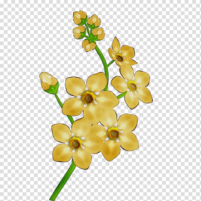 Flowers, Cut Flowers, Body Jewellery, Human Body, Plant, Yellow, Plant Stem, Hypericum transparent background PNG clipart