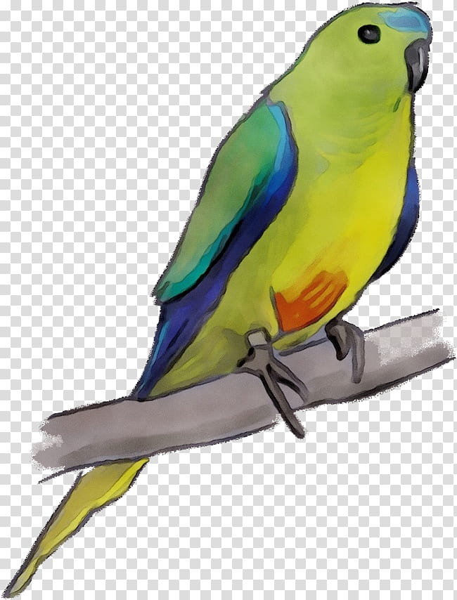 Lovebird, Watercolor, Paint, Wet Ink, Parakeet, Budgie, Parrot, Beak transparent background PNG clipart