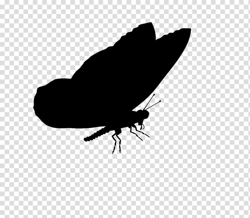 Leaf Fly, Butterfly, Insect, M 0d, Silhouette, Membrane, Lepidoptera, Black M transparent background PNG clipart