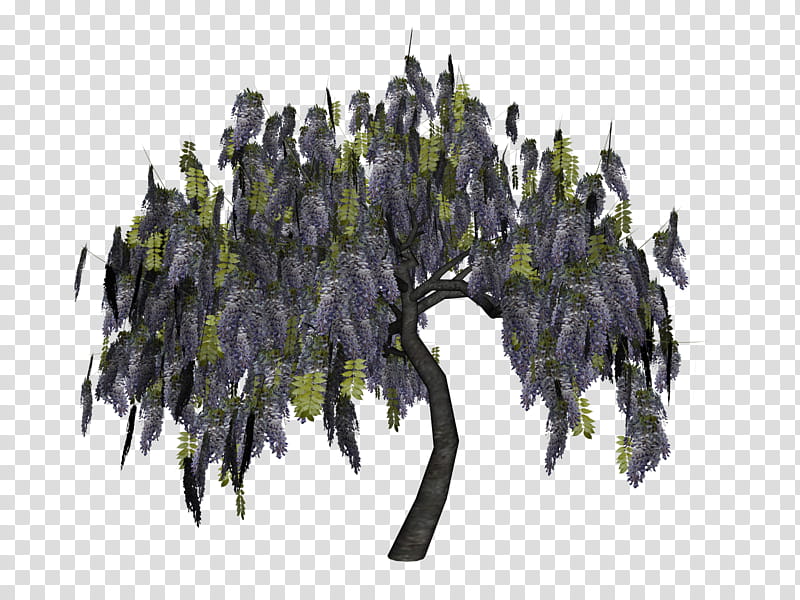 Wisteria Tree, gray tree transparent background PNG clipart
