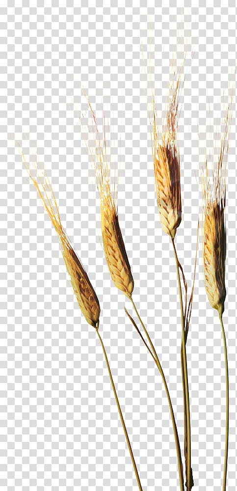 Wheat, Emmer, Einkorn Wheat, Cereal, Grain, Food, Barley, Caryopsis transparent background PNG clipart