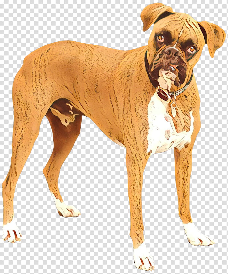 Cartoon Dog, Boxer, Companion Dog, Snout, Breed, Crossbreed, Bullmastiff, Working Dog transparent background PNG clipart