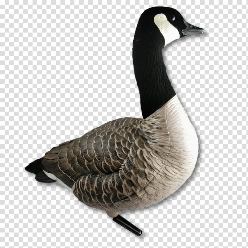 Duck, Goose, Hunting Wildlife Calls, Canada Goose, Decoy, Waterfowl Hunting, Greylag Goose, Mallard transparent background PNG clipart
