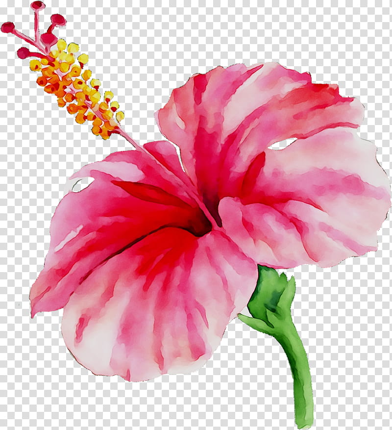 Pink Flower, Rosemallows, Texas, House, Youtube, Carnation, Cut Flowers, Plants transparent background PNG clipart