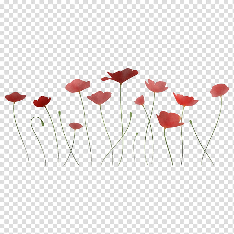 poppy flower, Red, Coquelicot, Plant, Corn Poppy, Plant Stem, Poppy Family, Petal transparent background PNG clipart