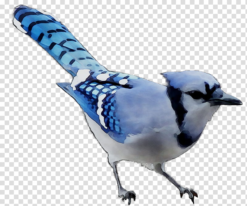 Cartoon Bird, Blue Jay, Beak, Feather, Songbird, Perching Bird, Wren, Chickadee transparent background PNG clipart