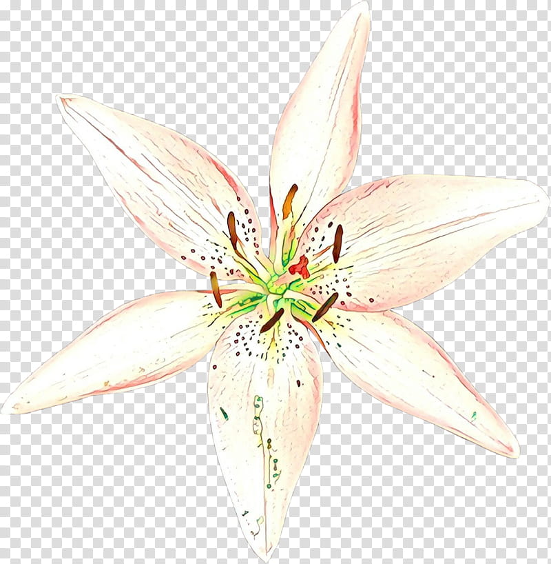 White Lily Flower, Cut Flowers, Lily M, Petal, Plant, Lily Family, Stargazer Lily, Wildflower transparent background PNG clipart