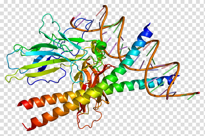 Tree Line, Nfat, Nfatc2, Protein, Gene, Gene Expression, Cell, Transcription Factor transparent background PNG clipart