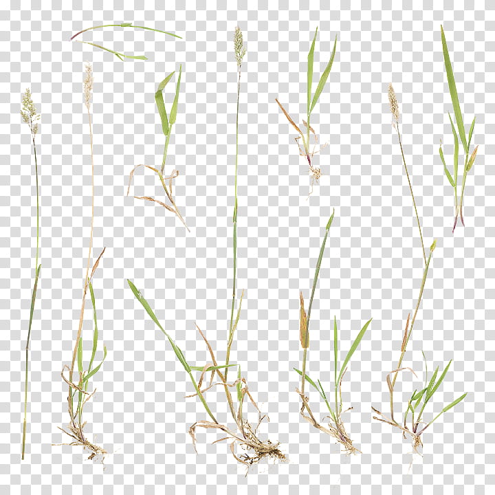 Grass, Sweet Grass, Plant Stem, Commodity, Twig, Grass Family, Flora, Branch transparent background PNG clipart