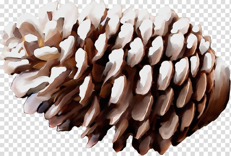 sugar pine white pine conifer cone red pine sitka spruce, Watercolor, Paint, Wet Ink, Oregon Pine, Pine Nut, Lodgepole Pine, Tree transparent background PNG clipart