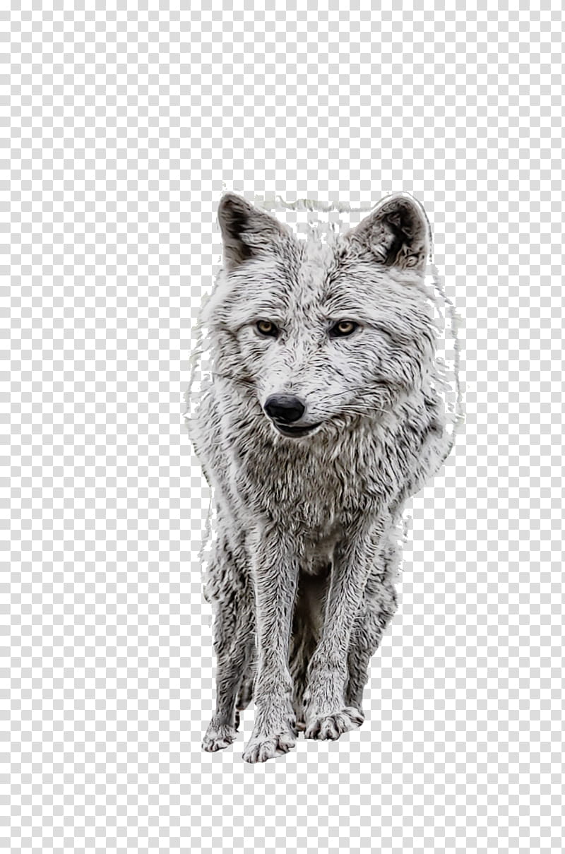 Wolf Drawing, Coyote, Dog, Manipulation, Wildlife, Rare Breed Dog, Blackandwhite transparent background PNG clipart