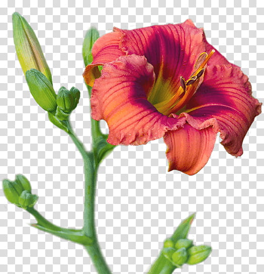 Summer Background Flowers, Daylily, Cut Flowers, Blossom, Petal, Wood Lily, Plants, Garden transparent background PNG clipart