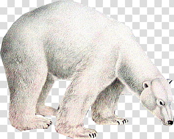 white polar bear transparent background PNG clipart