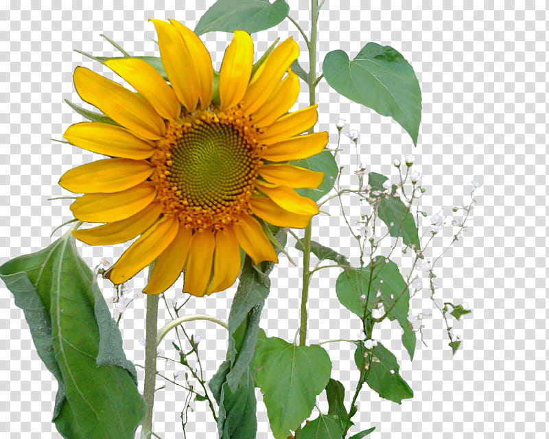 Sunflower, yellow sunflower transparent background PNG clipart