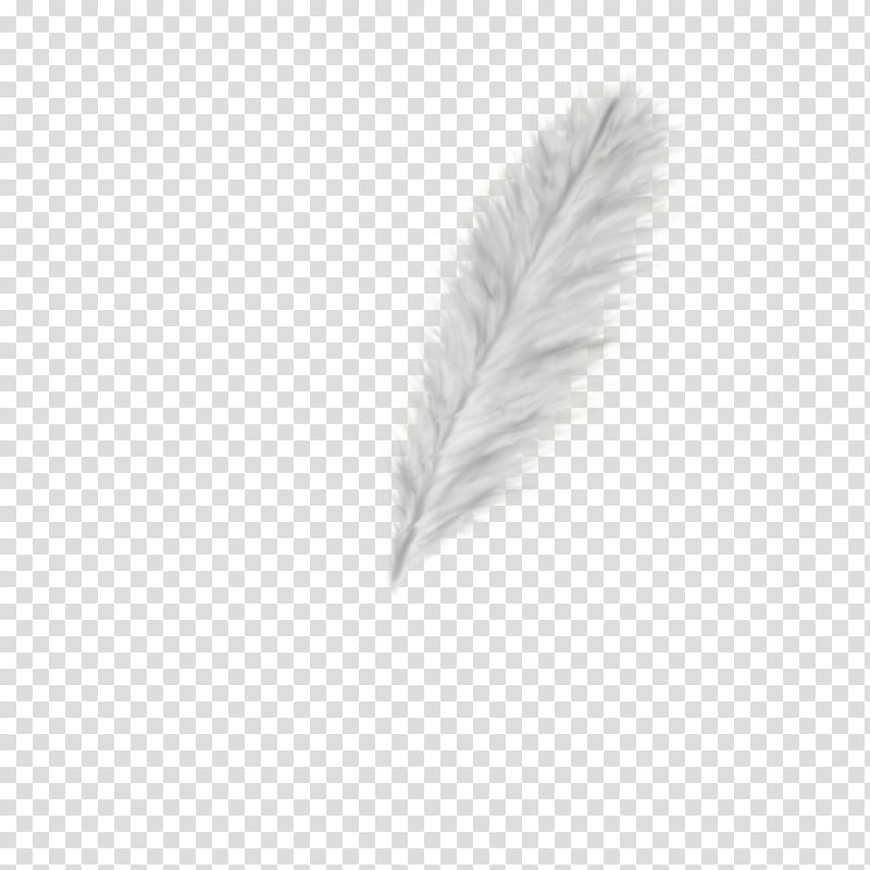Feathers, white feather illustration transparent background PNG clipart