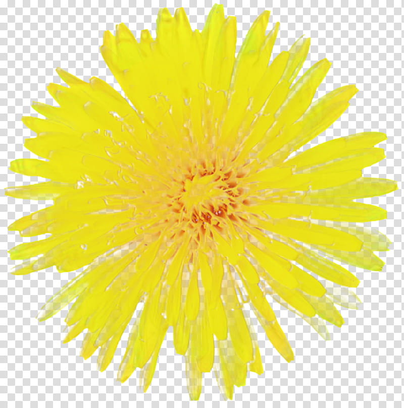 Marigold Flower, Dandelion, Yellow, English Marigold, Plant, Sow Thistles, Pollen, Coltsfoot transparent background PNG clipart