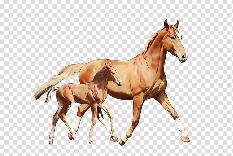 horse animal figure sorrel foal mare, Watercolor, Paint, Wet Ink, Mustang Horse, Mane, Stallion transparent background PNG clipart