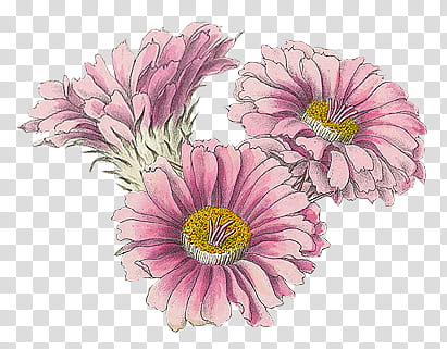 pink petaled flowe transparent background PNG clipart