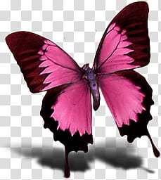 Icons, Butterfly-Red, pink and maroon butterfly transparent background PNG clipart