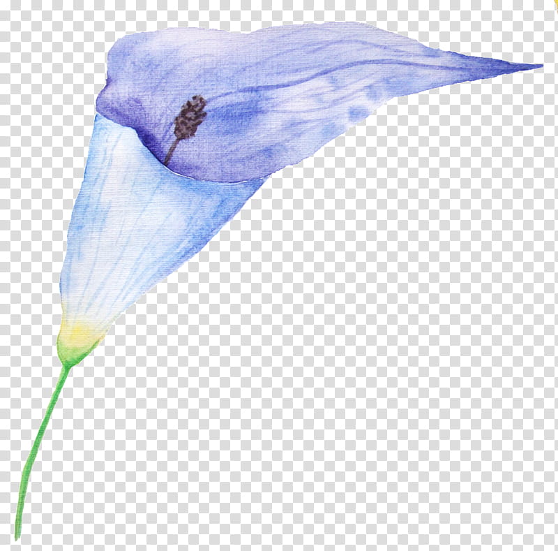 Family, Plant Stem, Plants, Flower, Petal, Morning Glory, Iris, Anthurium transparent background PNG clipart