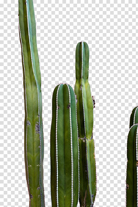 Cactus , four green cacti transparent background PNG clipart