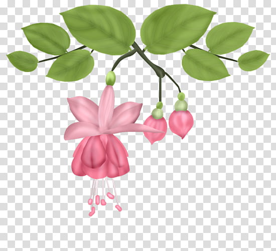 Pink Flowers, Green, Leaf, Floral Design, Follaje, Color, Red, Plant transparent background PNG clipart