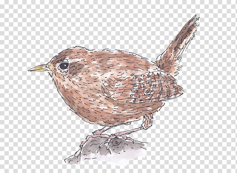 bird carolina wren wren beak perching bird transparent background PNG clipart