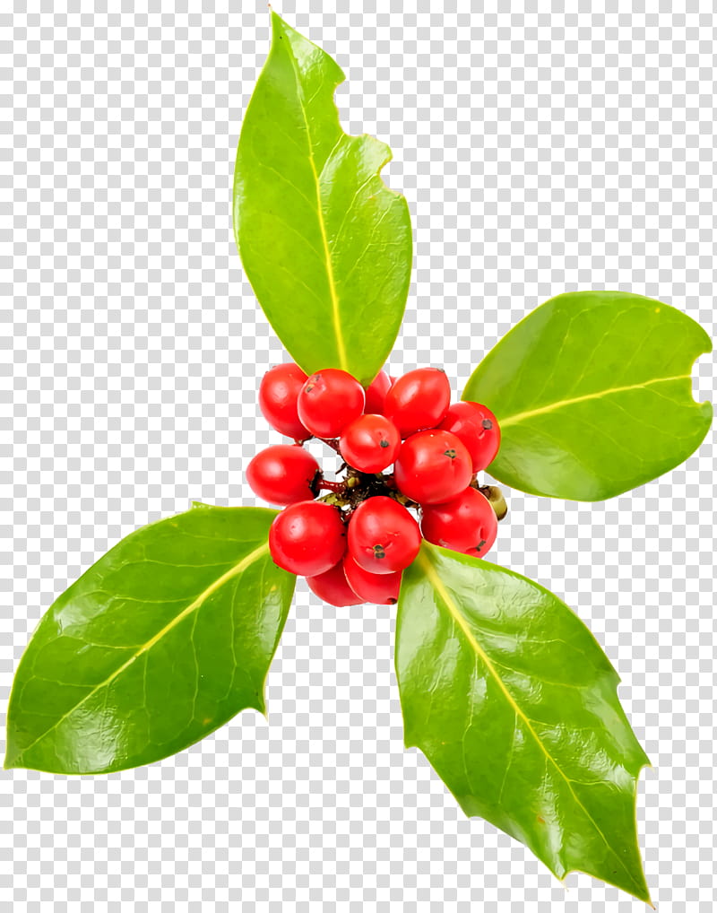 christmas holly Ilex holly, Christmas , Flower, Plant, Leaf, Fruit, Tree, Berry transparent background PNG clipart