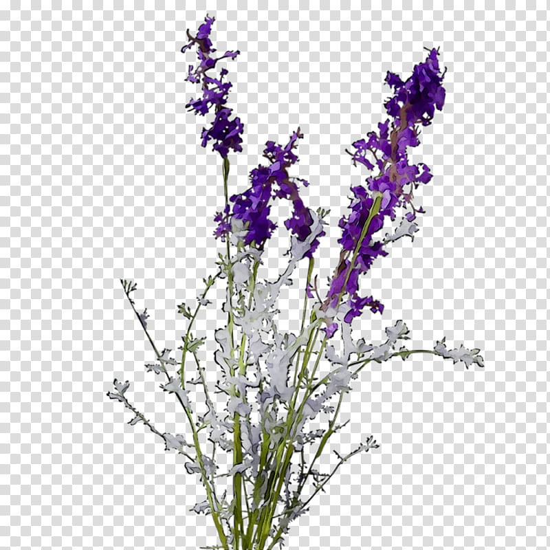 Flowers, English Lavender, Plant Stem, Violet, Cut Flowers, Common Sage, Twig, Plants transparent background PNG clipart