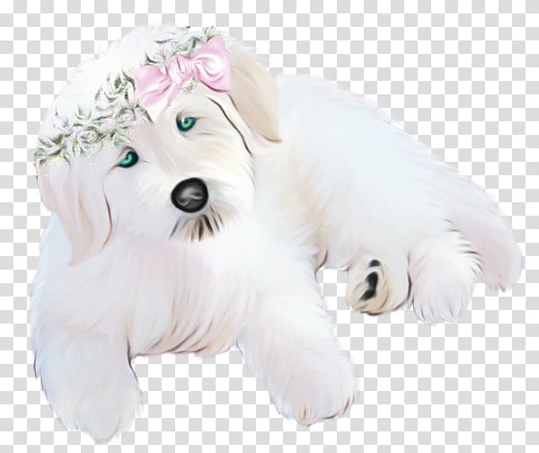 Watercolor Love, Paint, Wet Ink, Schnoodle, Maltese Dog, Puppy, West Highland White Terrier, Companion Dog transparent background PNG clipart