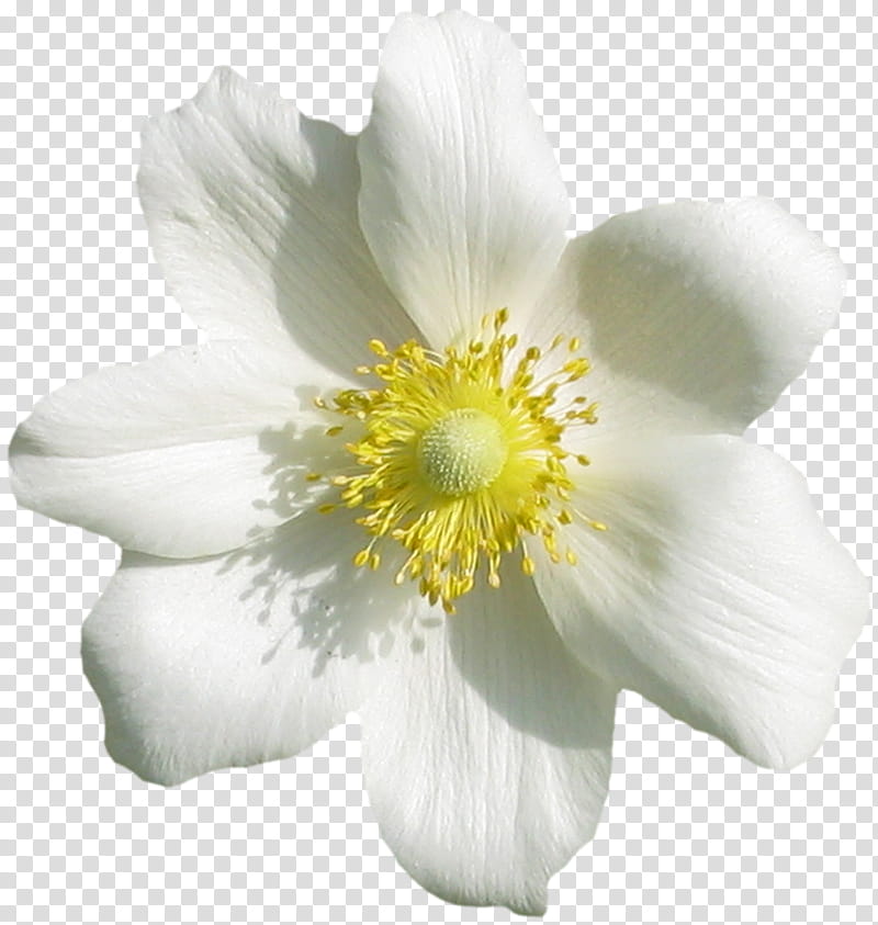 flower flowering plant petal white plant, Japanese Anemone, Windflower, Wildflower, Mock Orange transparent background PNG clipart