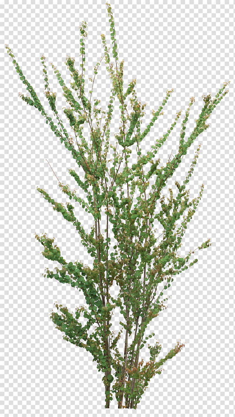 Bonsai Tree, Larch, Plants, Penjing, Twig, Shrub, Flower, American Larch transparent background PNG clipart
