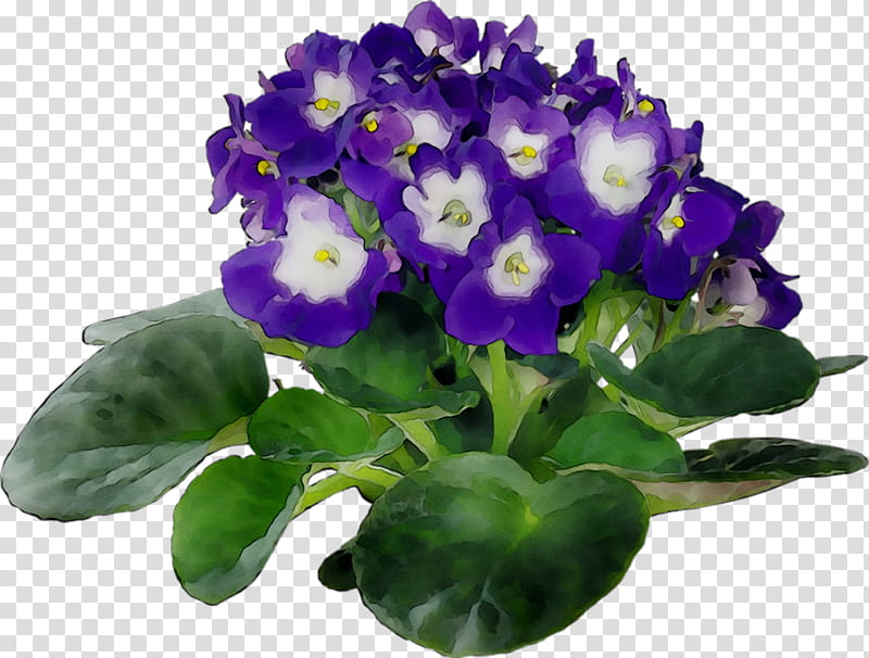 African Family, Violet, African Violets, Plants, Houseplant, Flowerpot, Annual Plant, Soil transparent background PNG clipart