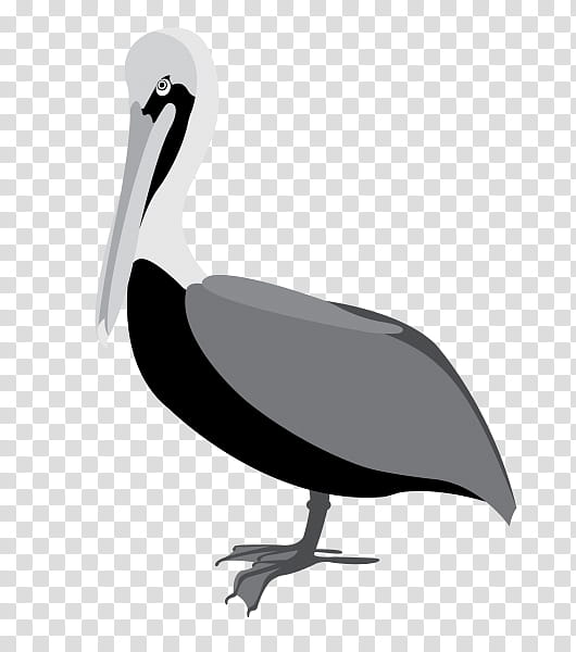 Crane Bird, Brown Pelican, Beak, American White Pelican, Seabird, Great White Pelican, Pelecaniformes, Water Bird transparent background PNG clipart