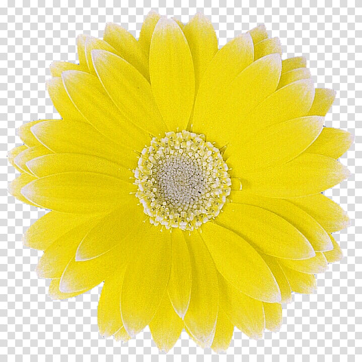Yellow Summer Daisy transparent background PNG clipart