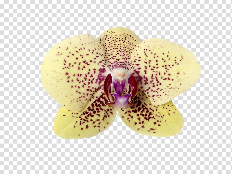 , yellow and pink orchid flower transparent background PNG clipart