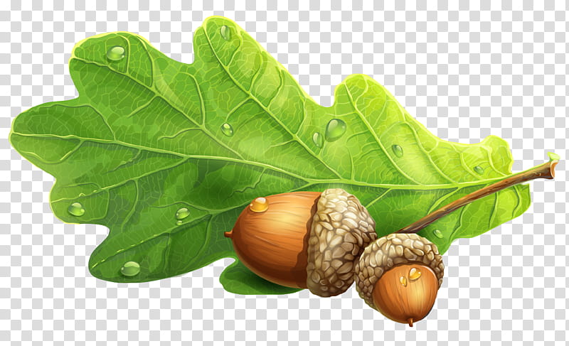 Oak Tree Drawing, Acorn, Nut, Food, Fruit, Leaf, Nuts Seeds, Natural Foods transparent background PNG clipart