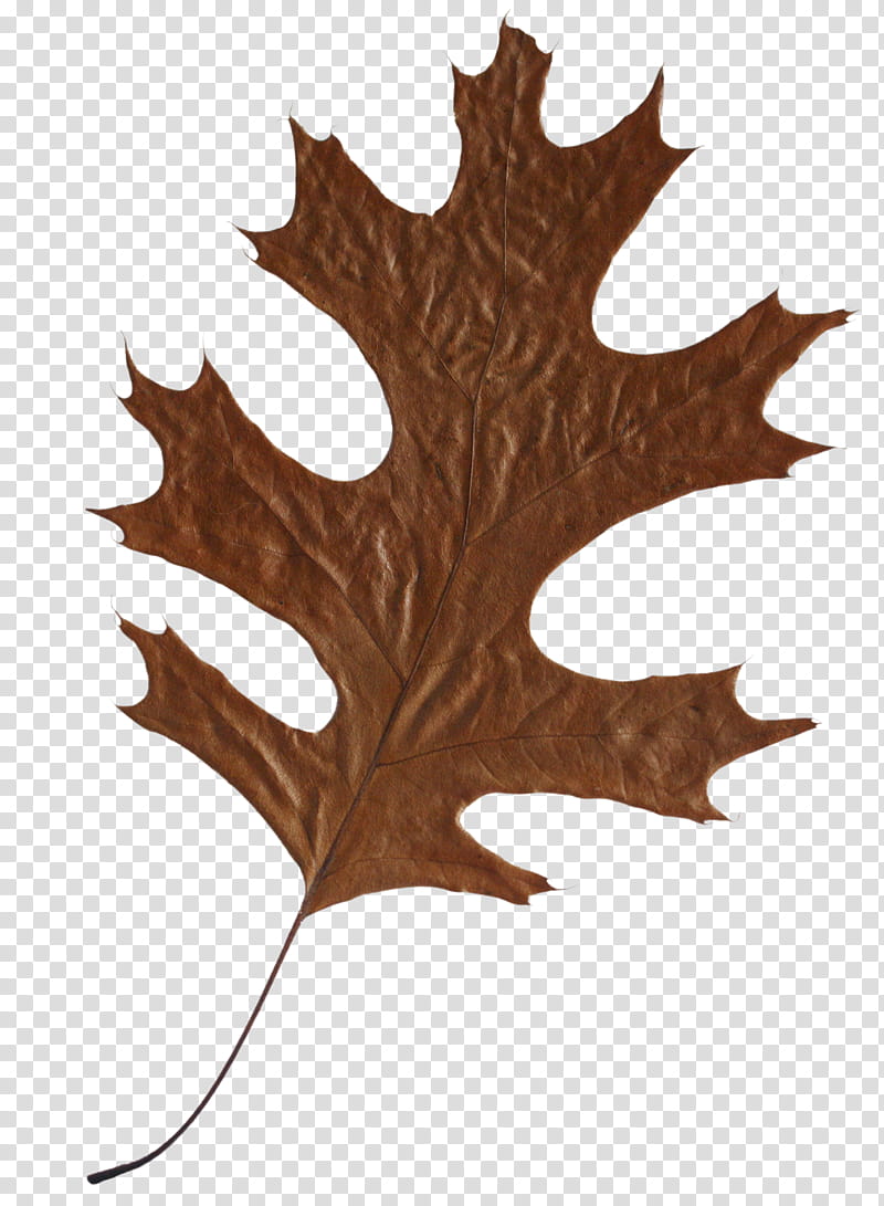 brown leaves clip art