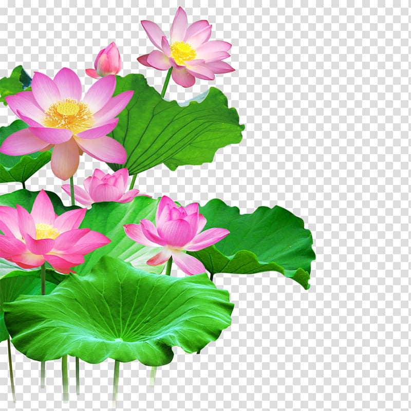 Drawing Of Family, Sacred Lotus, Lotus Effect, Green Lotus Leaf, Proteales, Egyptian Lotus, Flower, Plant, Aquatic Plant, Pink transparent background PNG clipart