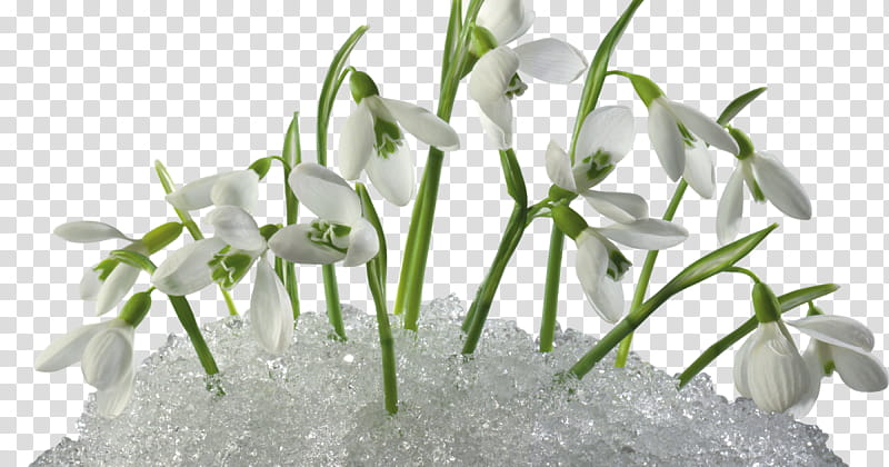 Snow, Snowdrop, Primrose, Flower, Crocus, Flower Garden, Snow Plant, Embryophyte transparent background PNG clipart