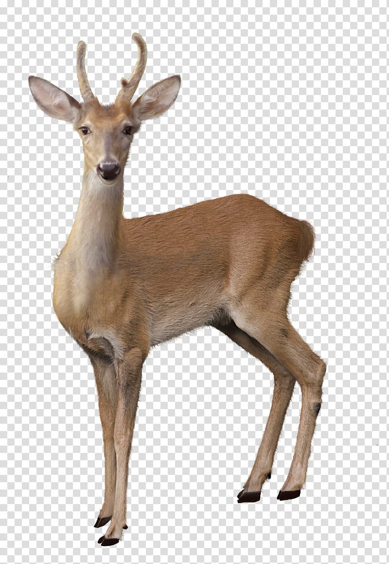 Deers , brown deer transparent background PNG clipart
