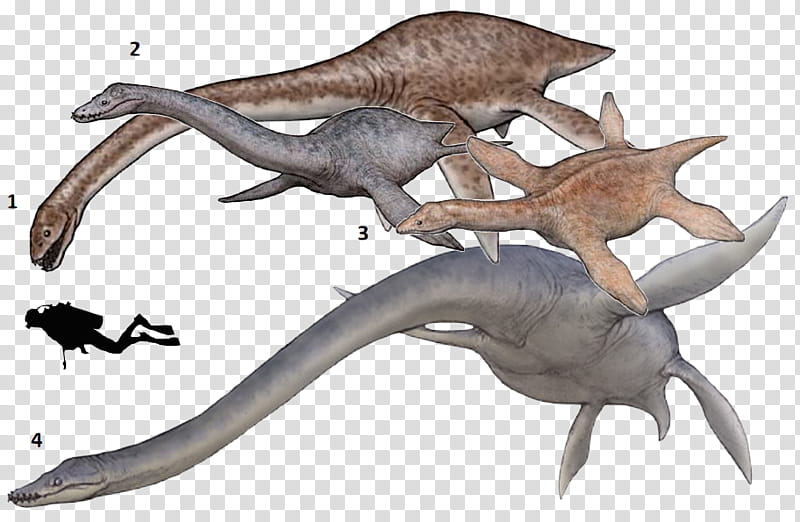 Dinosaur, Thalassomedon, Elasmosaurus, Plesiosauria, Cryptoclidus, Chordate, Mosasaurs, Futabasaurus transparent background PNG clipart