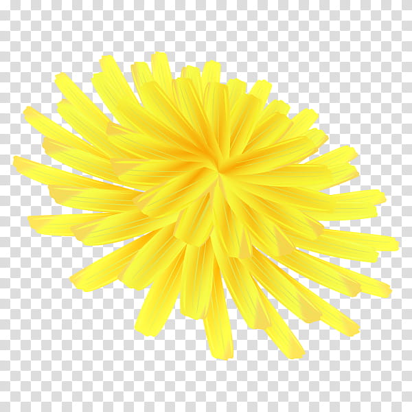 Flowers, Yellow, Closeup, Dandelion, Chrysanthemum, Plants, White, Petal transparent background PNG clipart