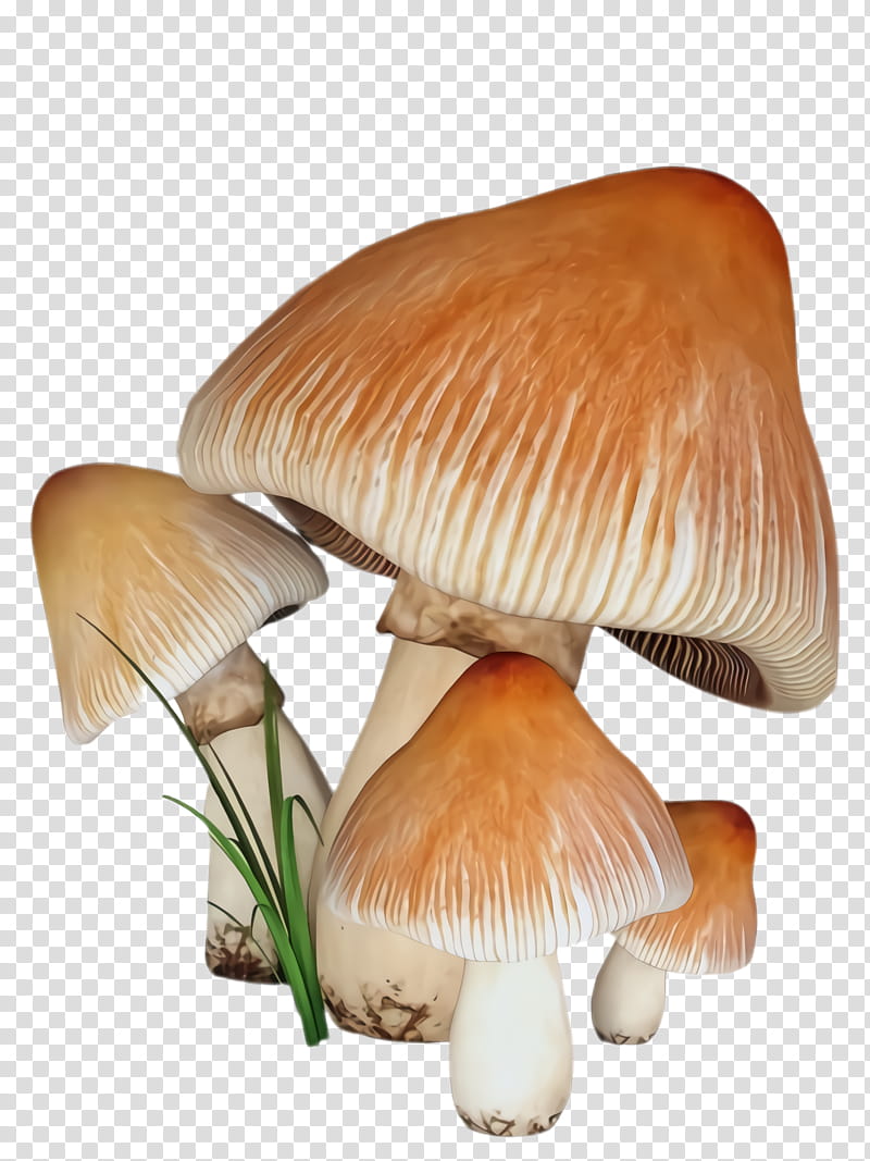 mushroom edible mushroom agaricaceae agaricus agaricomycetes, Oyster Mushroom, Penny Bun, Russula Integra, Fungus transparent background PNG clipart