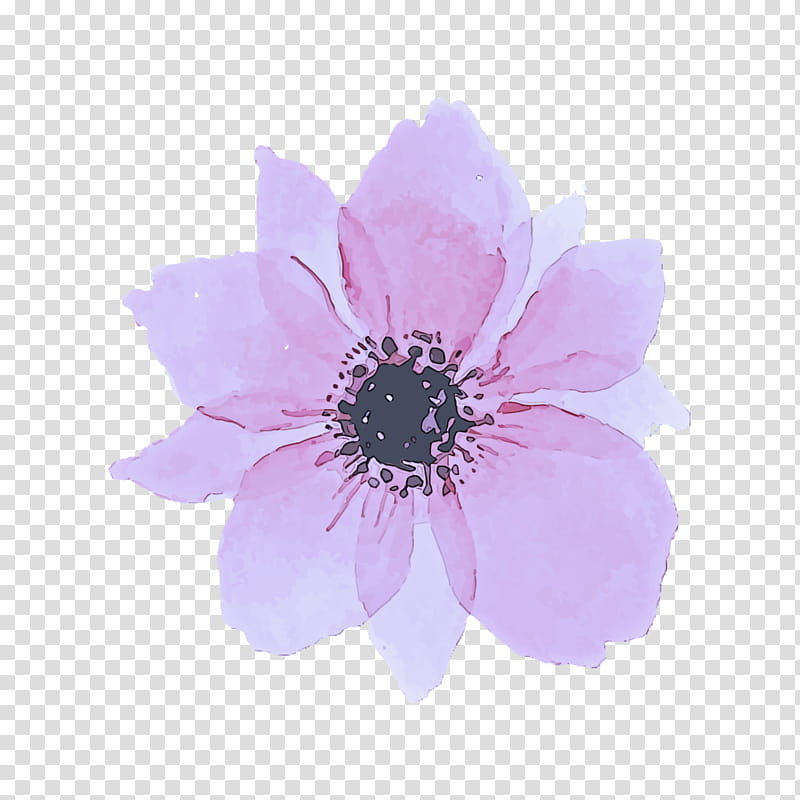 petal flower violet plant pink, Purple, Anemone, African Daisy, Wildflower transparent background PNG clipart