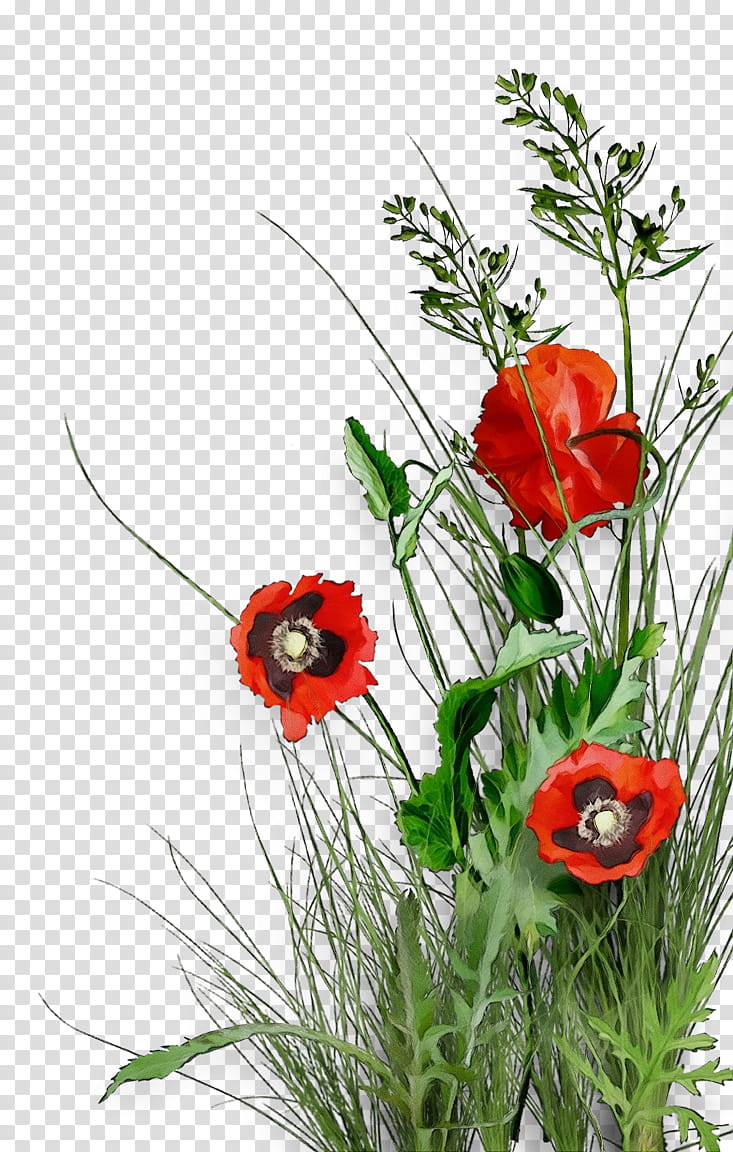 flower plant coquelicot red corn poppy, Watercolor, Paint, Wet Ink, Poppy Family, Grass transparent background PNG clipart