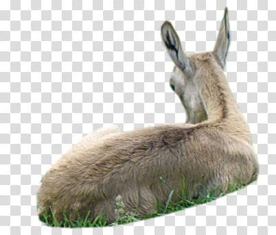 SET Natural, brown deer lying on grass transparent background PNG clipart