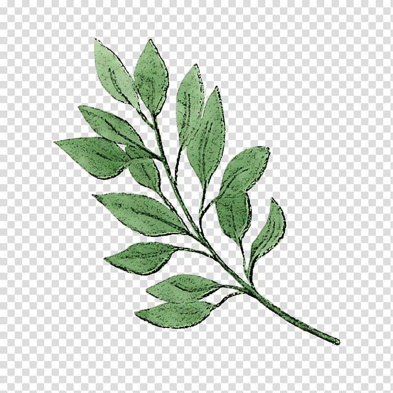 leaf plant flower tree branch, Cinquefoil transparent background PNG clipart
