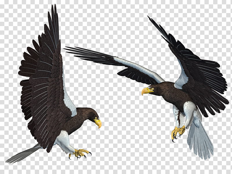 Sea Eagle , two brown hawks transparent background PNG clipart